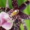 Care and Handling of Cattleya and Oncidium Orchids