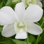 White Dendrobium