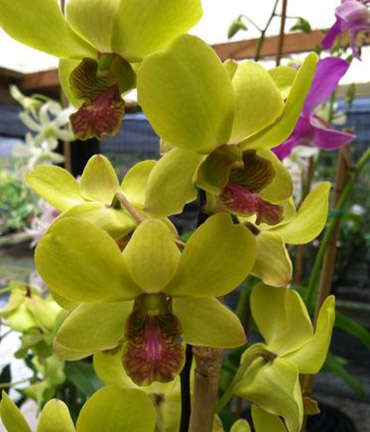 Yellow or Green Dendrobium