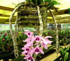 Dendrobium Anosmum “Honohono” – Olomana Orchids